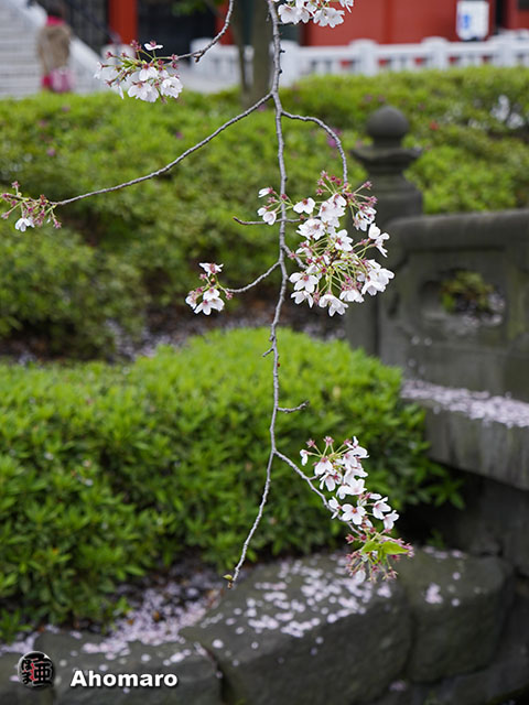 写真00