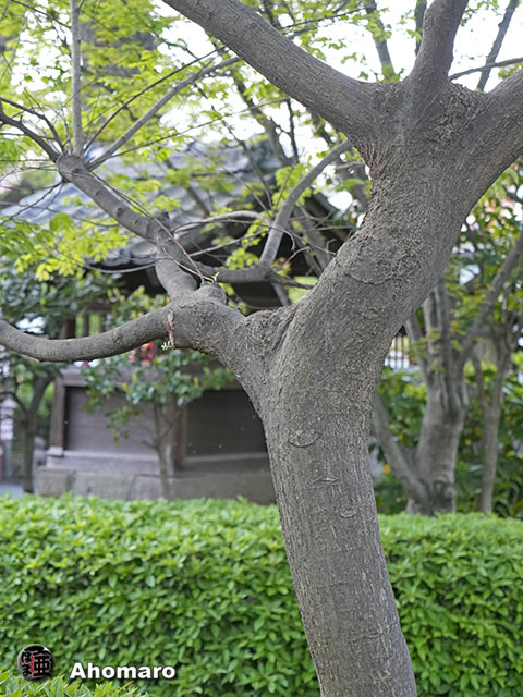 ʐ^00
