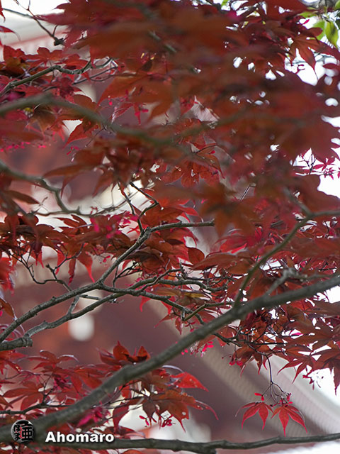 写真00