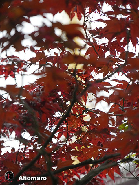 写真00