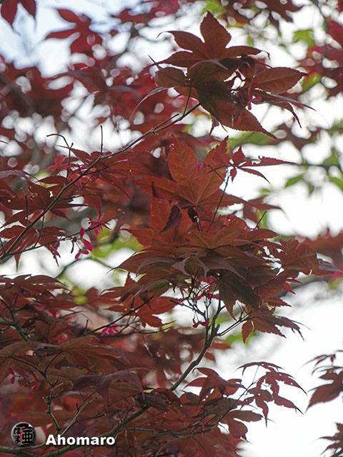 写真00