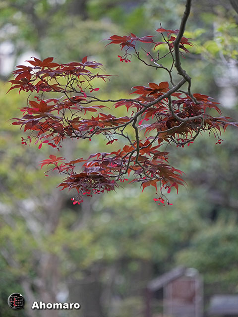 写真00