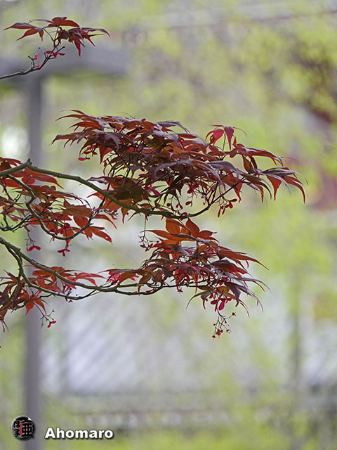 写真00