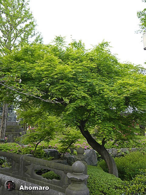 写真00