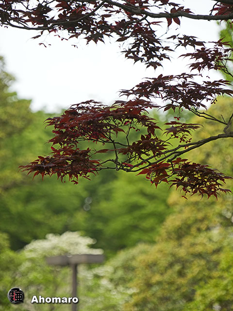 写真00