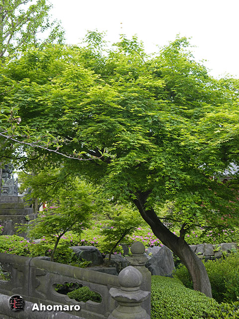 写真00