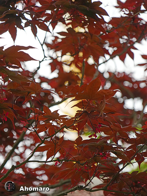 写真00