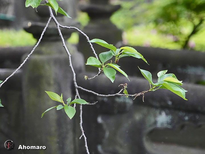 写真00