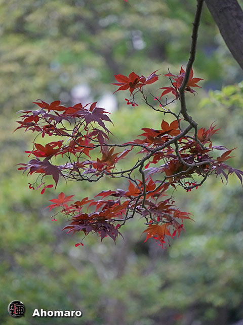 写真00