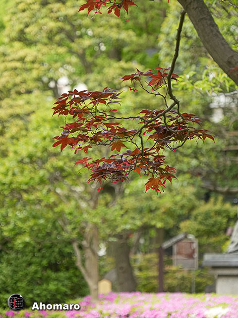 写真00