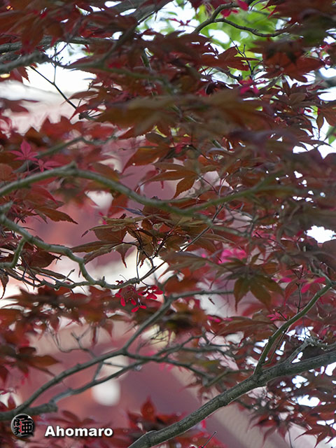 写真00