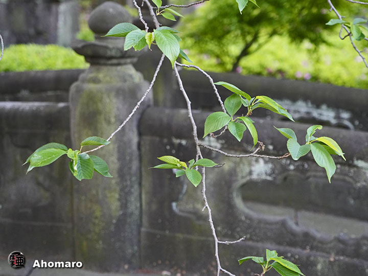 写真00
