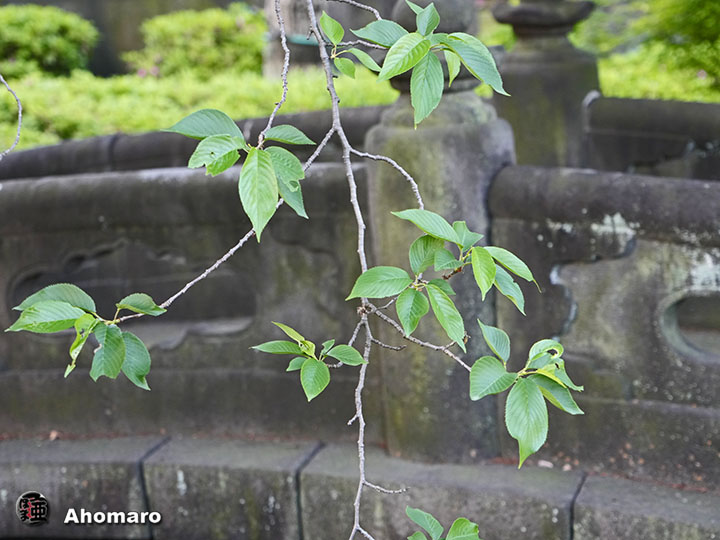 写真00