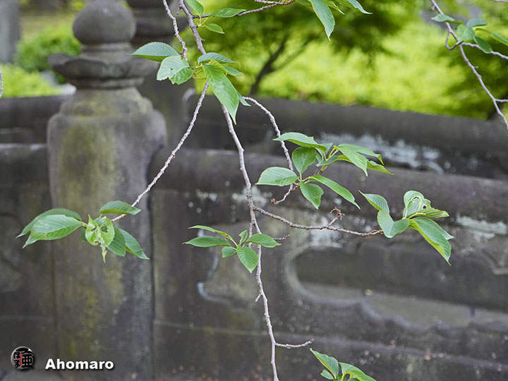 写真00