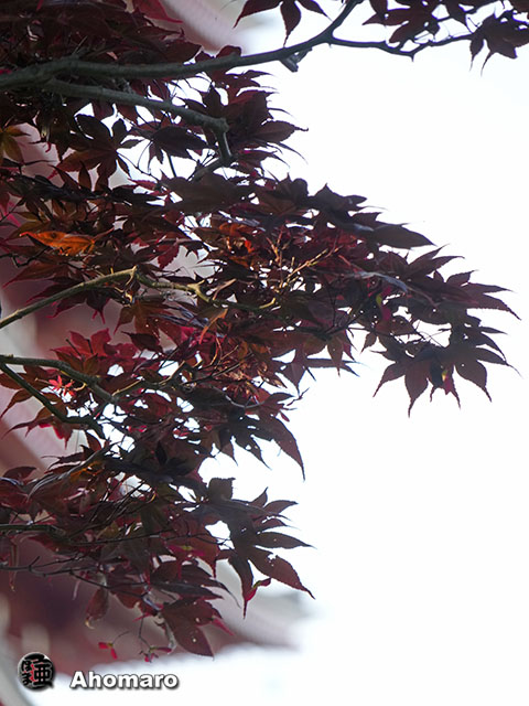 写真00