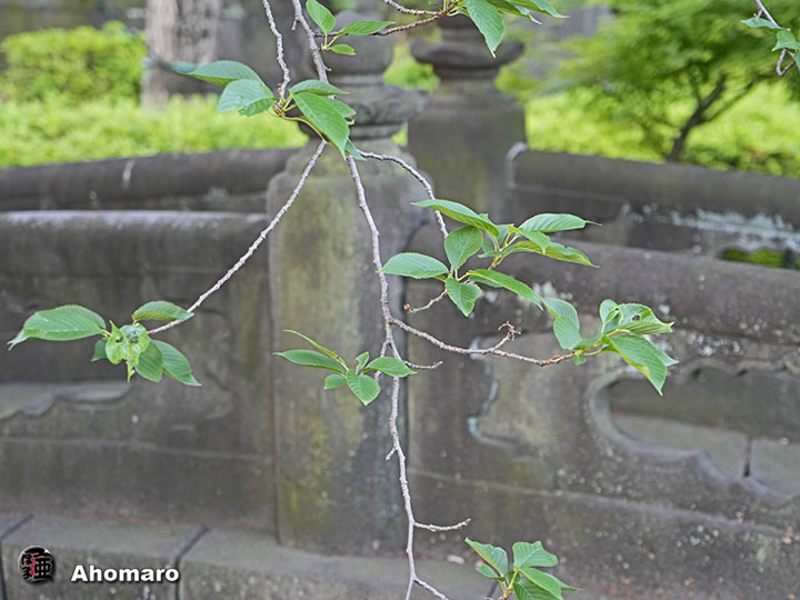 写真00