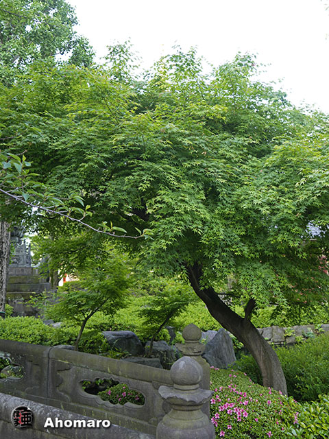 写真00