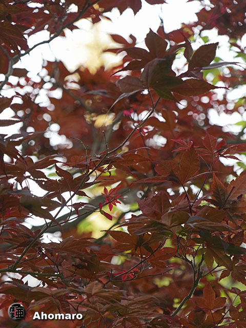 写真00