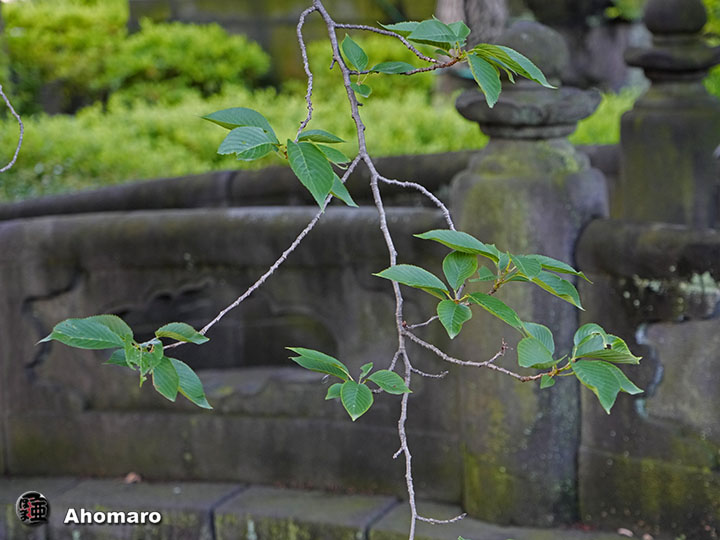 写真00