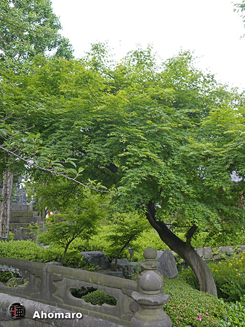 写真00