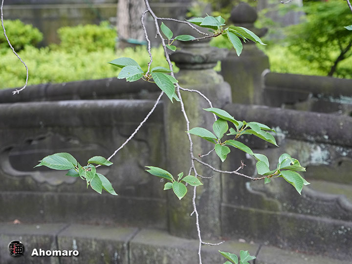 写真00