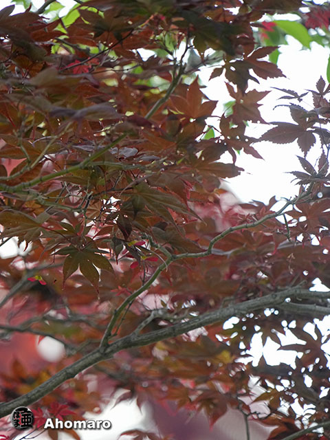 写真00