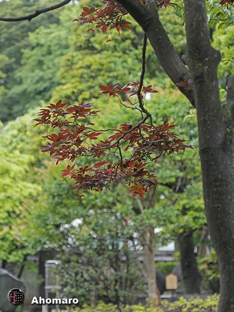 写真00
