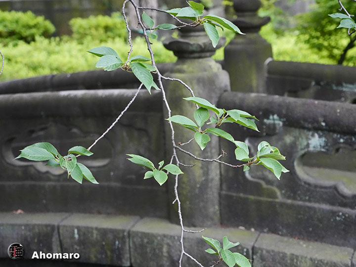 写真00