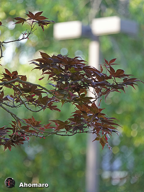 写真00