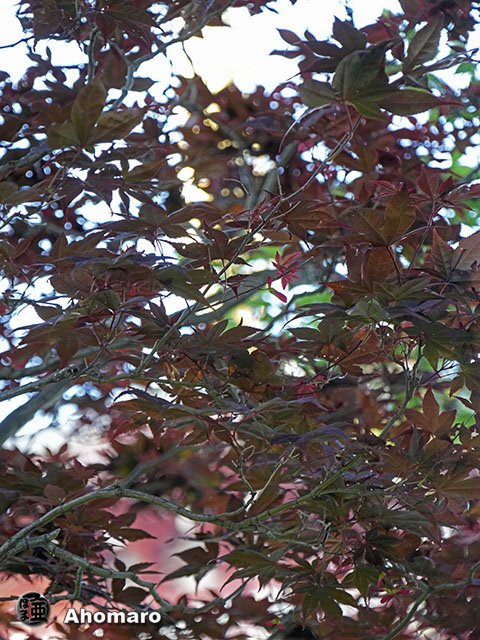 写真00