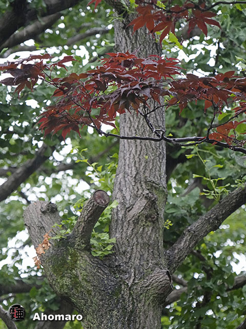 写真00