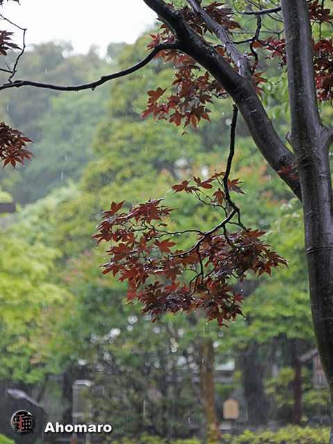 写真00