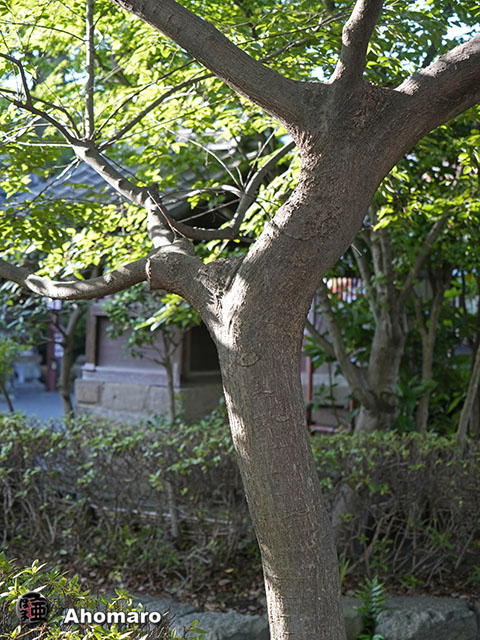 写真00