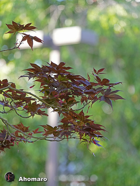 写真00