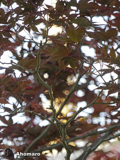 写真00