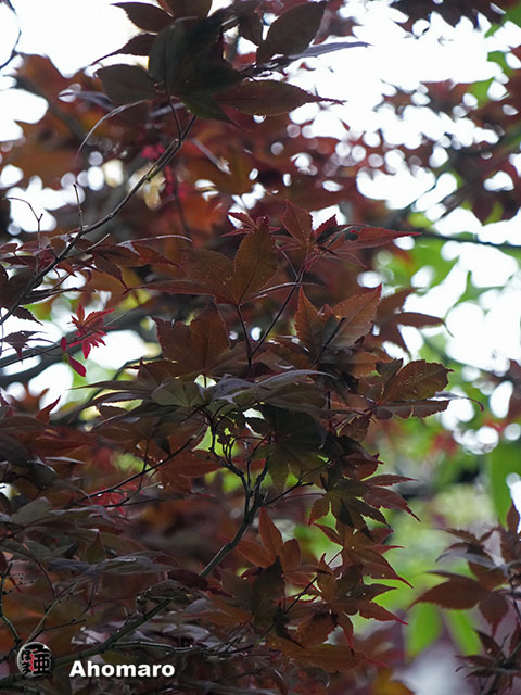 写真00