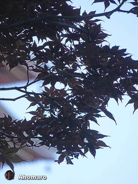 写真00