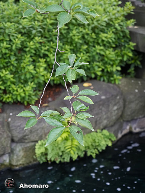 写真00