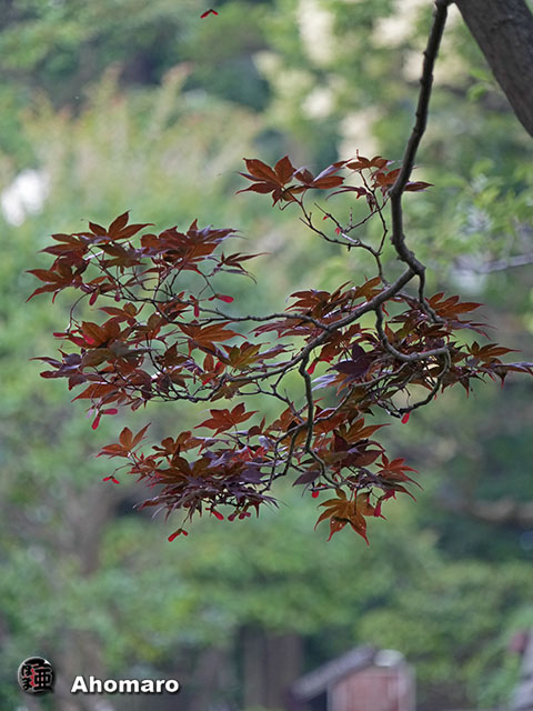 写真00