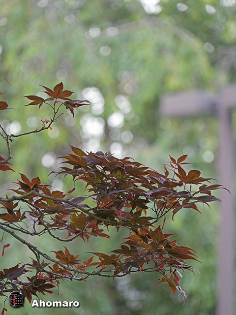写真00