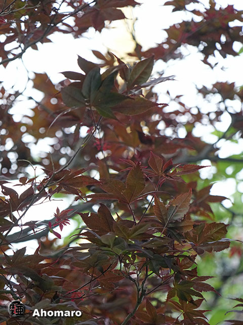 写真00