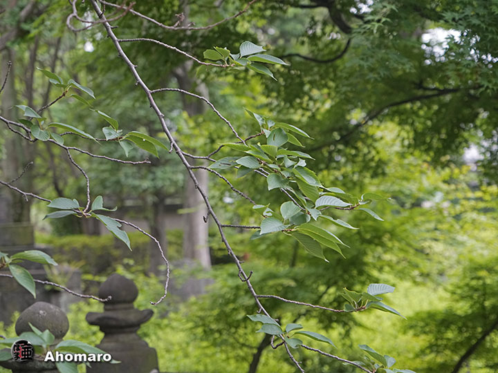 写真00