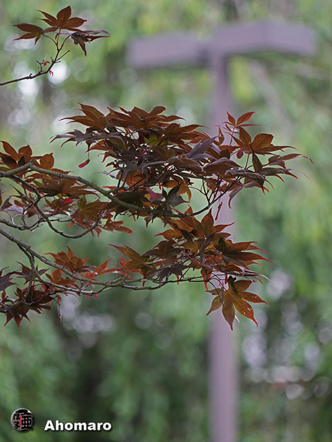写真00