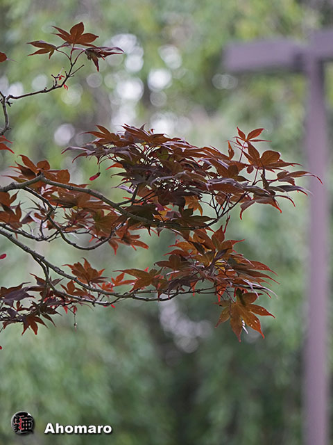 写真00