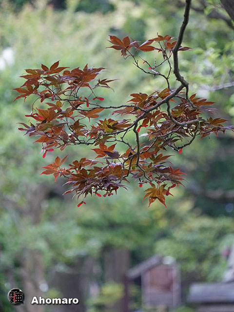 写真00