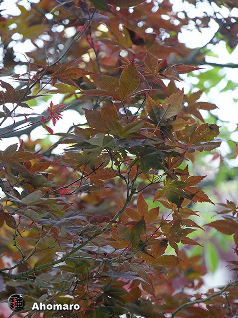 写真00