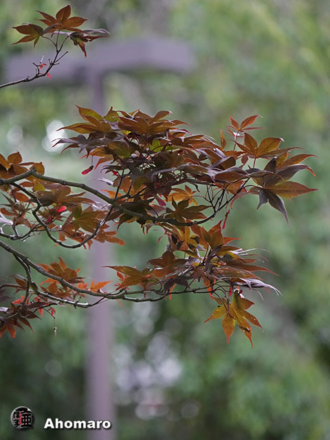 写真00