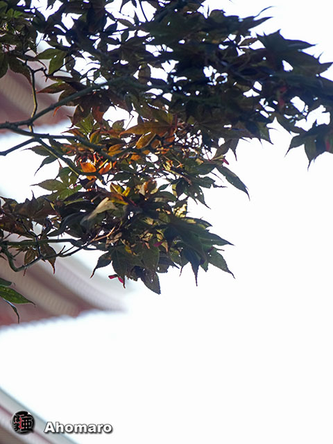 写真00