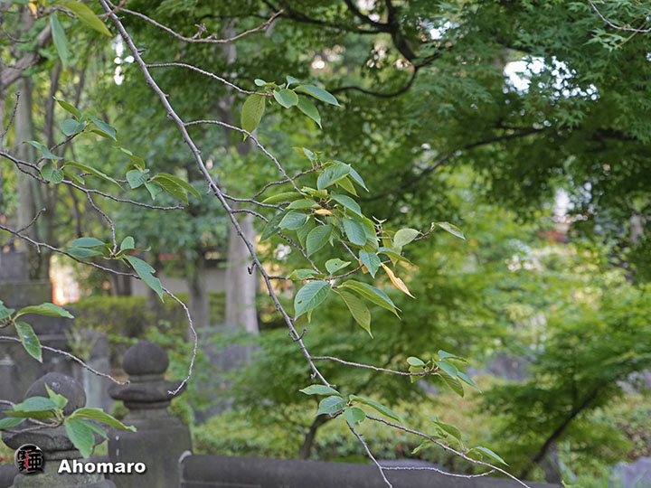 写真00