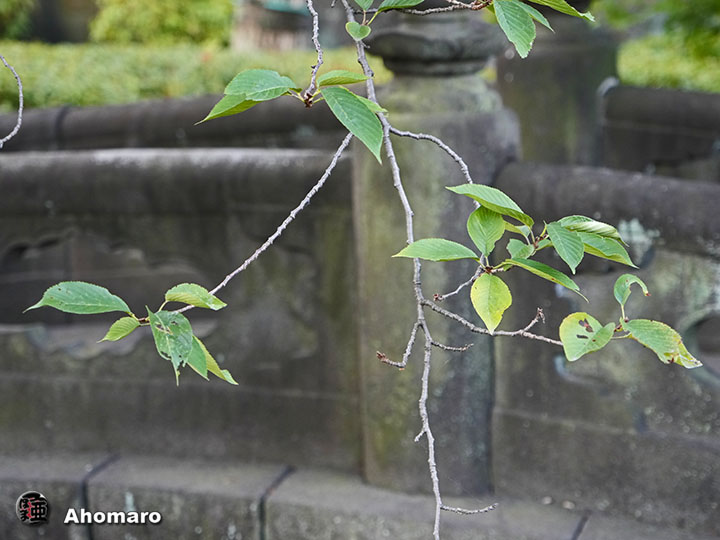 写真00